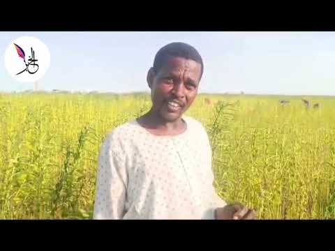 شاهد.. حصاد السمسم بمحلية الجبلين / أحمد مضوي