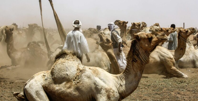 شهدت أسعار الإبل والأبقار في سوق فوربرنقا بولاية غرب دارفور، تراجعًا كبيرًا بعد منع قوات الدعم السريع تصدير المواشي إلى دولة مصر.