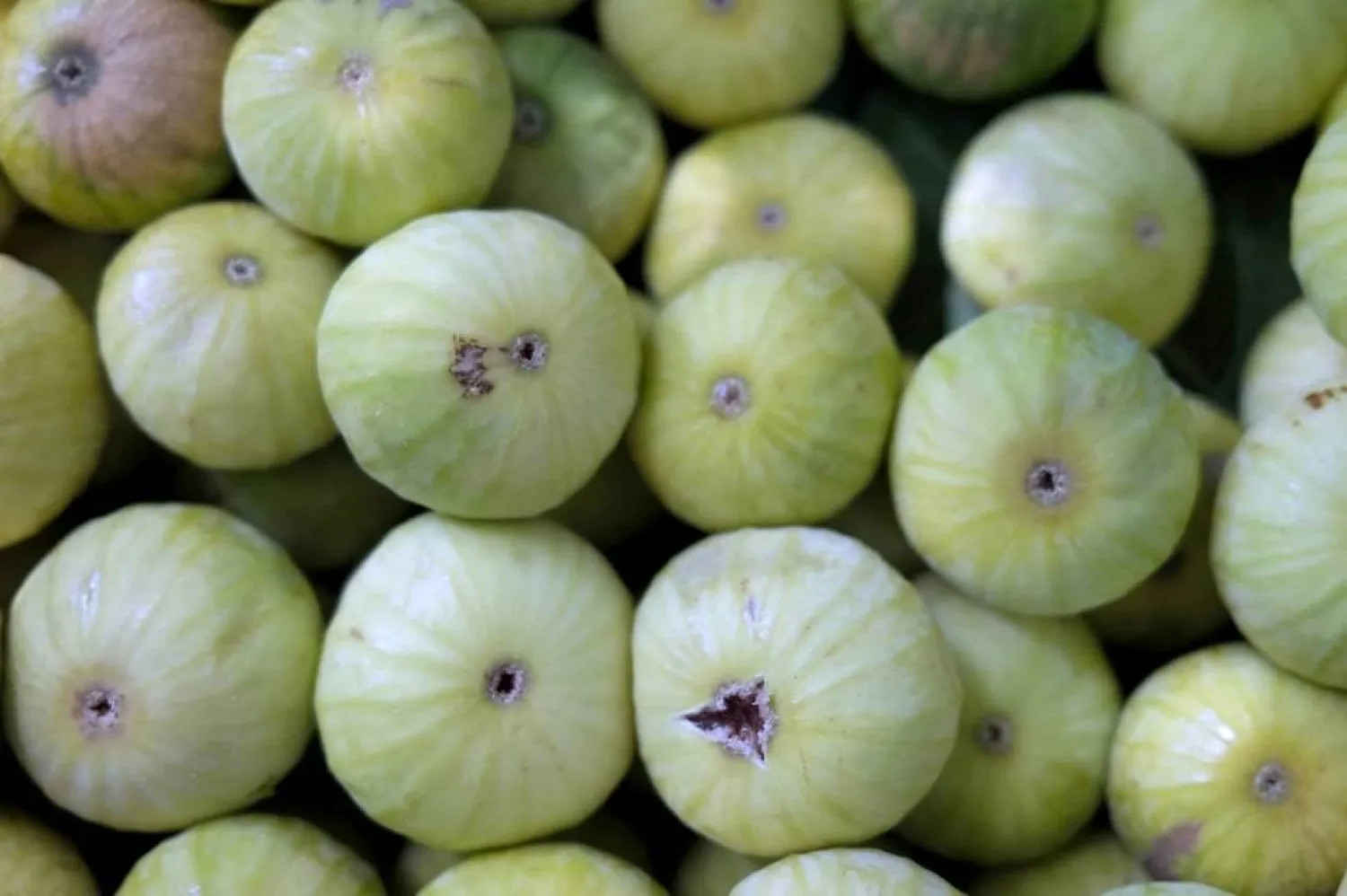 يحتوي التين على ألياف غذائية تدعم حركة الأمعاء وتعزز تكاثر البكتيريا النافعة، ما يساهم في تحسين الهضم وتخفيف أعراض القولون العصبي،