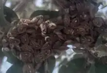 استعدوا للأسوأ! بينما كان العالم ينظر بعيداً، أطلقت ولاية سنار صافرة الإنذار من "انفجار سكاني" مرعب للفئران يهدد بتحويل المحاصيل إلى حطام، وسط غزو متزامن لآفة "العنتد" العنيدة.