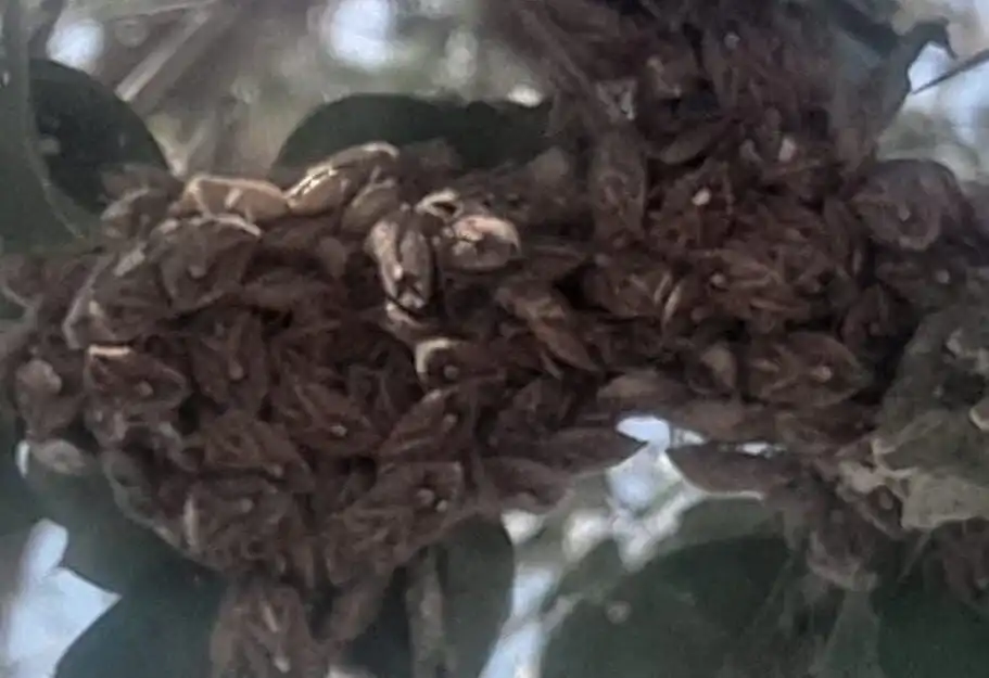 استعدوا للأسوأ! بينما كان العالم ينظر بعيداً، أطلقت ولاية سنار صافرة الإنذار من "انفجار سكاني" مرعب للفئران يهدد بتحويل المحاصيل إلى حطام، وسط غزو متزامن لآفة "العنتد" العنيدة.