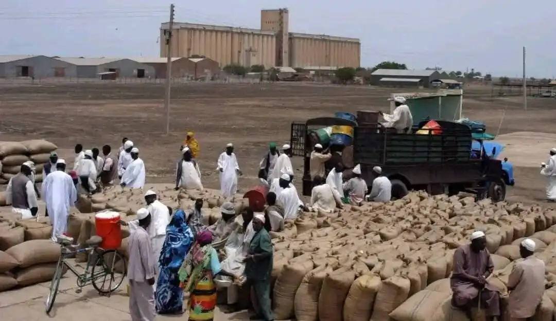سجلت بورصة أسواق محاصيل ولاية القضارف، سلة غذاء السودان، الثلاثاء قفزة قياسية في حجم الواردات الزراعية، وسط تباين في أسعار الحبوب بين استقرار "السمسم" وتأرجح أسعار "الذرة" والدخن. وتأتي هذه الحركية التجارية في وقت تراقب فيه الأسواق المحلية مؤشرات الأمن الغذائي وتكلفة الإمدادات في ظل الظروف الراهنة.