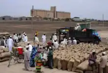 سجلت بورصة أسواق محاصيل ولاية القضارف، سلة غذاء السودان، الثلاثاء قفزة قياسية في حجم الواردات الزراعية، وسط تباين في أسعار الحبوب بين استقرار "السمسم" وتأرجح أسعار "الذرة" والدخن. وتأتي هذه الحركية التجارية في وقت تراقب فيه الأسواق المحلية مؤشرات الأمن الغذائي وتكلفة الإمدادات في ظل الظروف الراهنة.